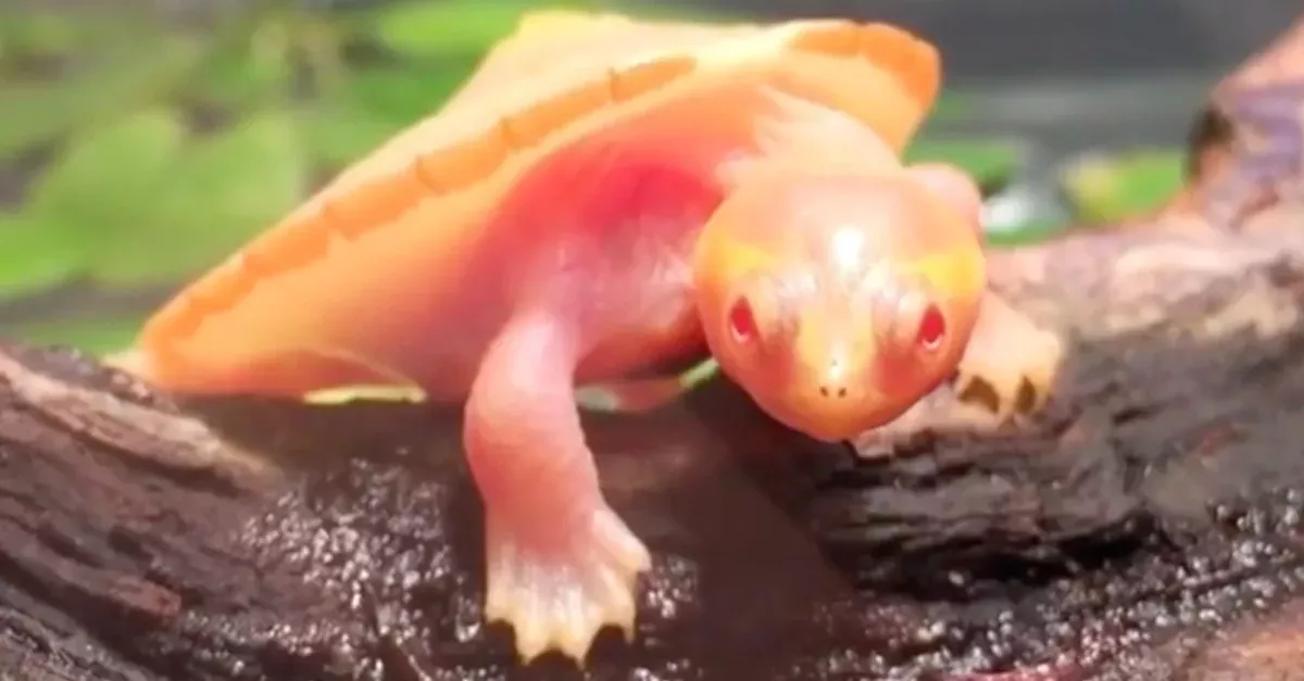 Albino-Schildkröte Hope gibt Besitzer Hoffnung