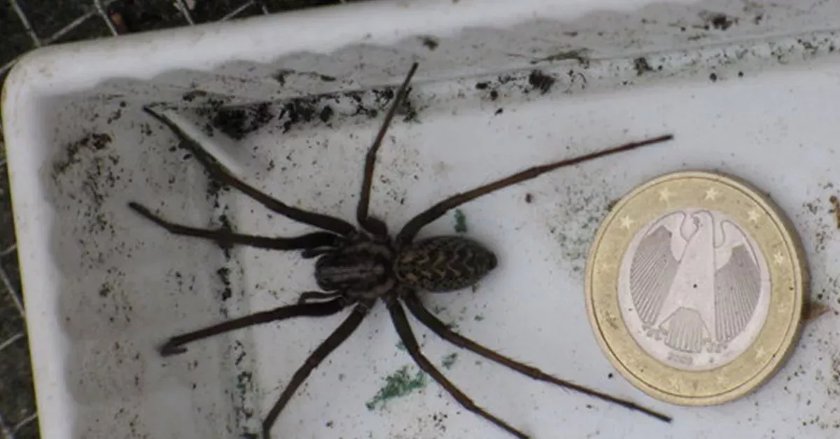 In Deutschland ist die Hauswinkelspinne auf dem Vormarsch