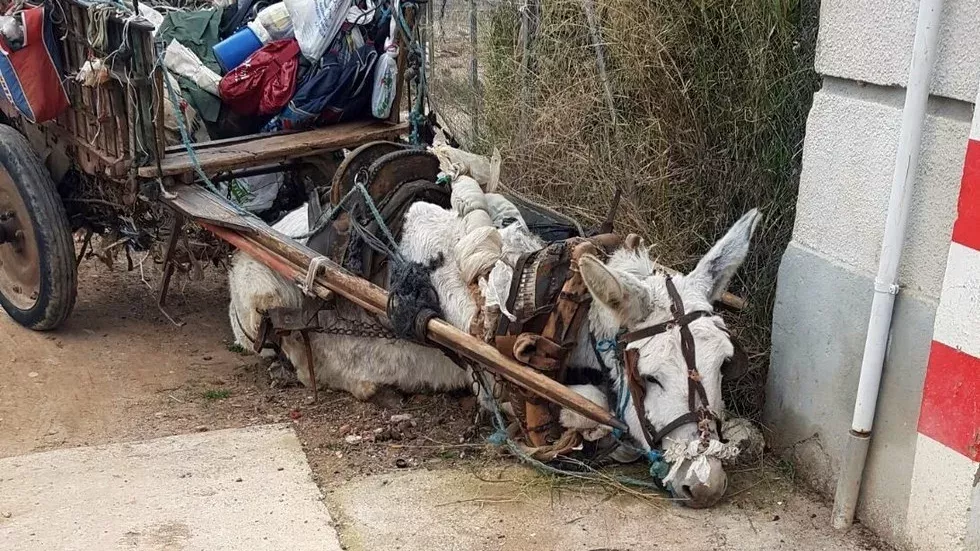 Rettungsaktion von 12000 Menschen für einen Esel