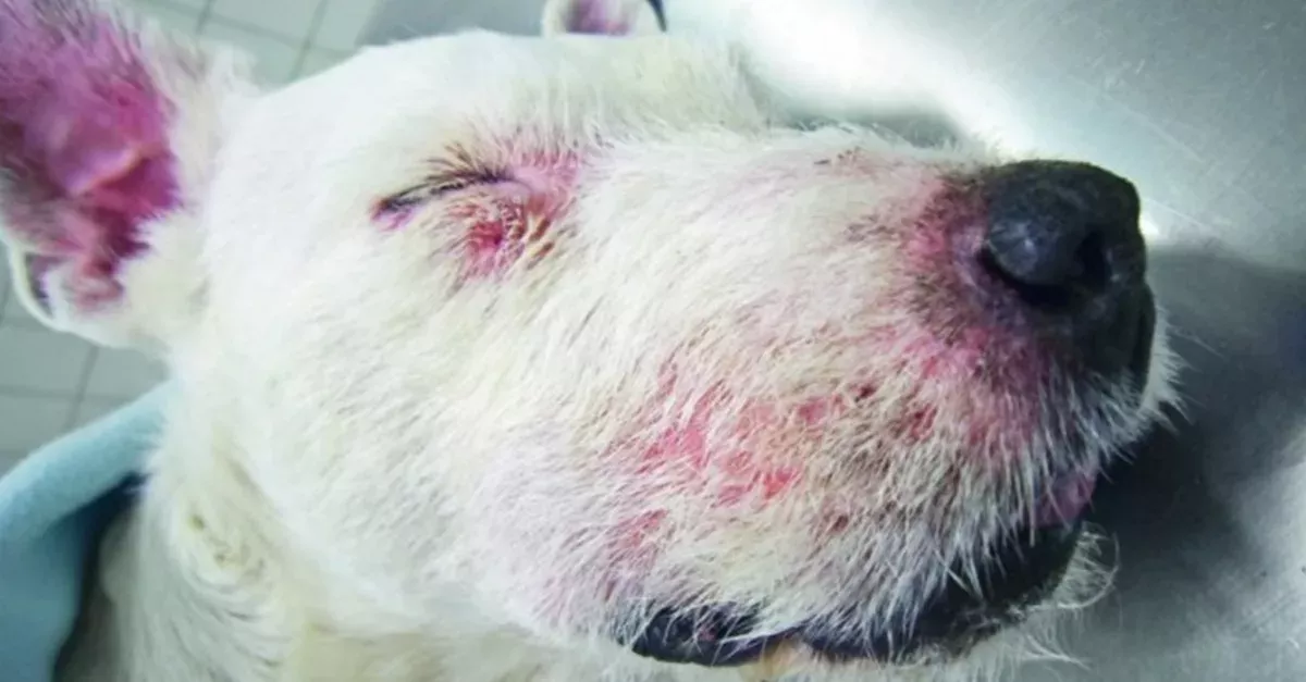 Aujeszkysche Krankheit: Wildschwein-Virus wird zur Gefahr für Hunde und Katzen
