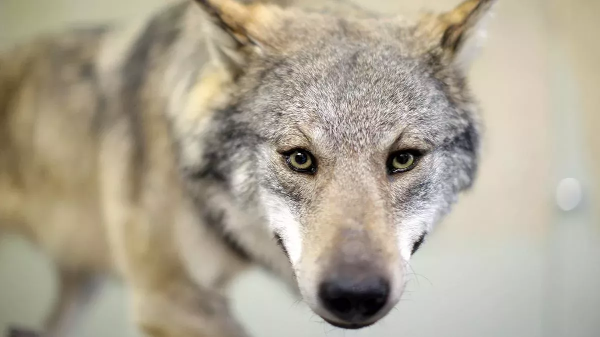 Der Vorgänger des "Mainzer Wolfes": Dieses Exemplar wurde 2012 illegal erschossen und steht seitdem im Museum