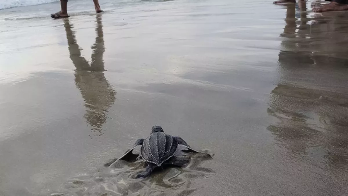 Die Lederschildkröte fasziniert mit ihrer äußeren Schönheit
