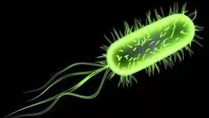 Escherichia coli (E. coli): Definition, Arten, Symptome, Übertragung, Behandlung von Kolibakterien