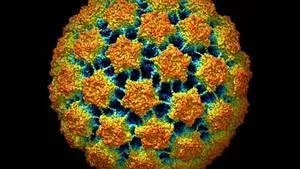 HPV: Definition, Symptome, Übertragung, Therapie und Behandlung, Impfung, was ist das Humane Papillomavirus?
