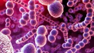 Streptokokken: Ansteckung, Symptome, Verlauf und Behandlung