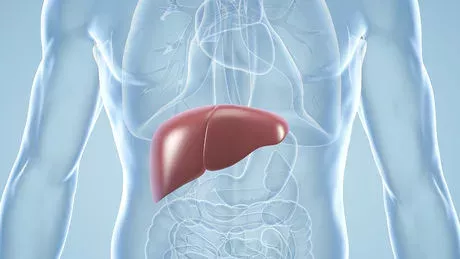 Leberzirrhose: Symptome, Lebenserwartung, Endstadium, Ursachen und Therapie