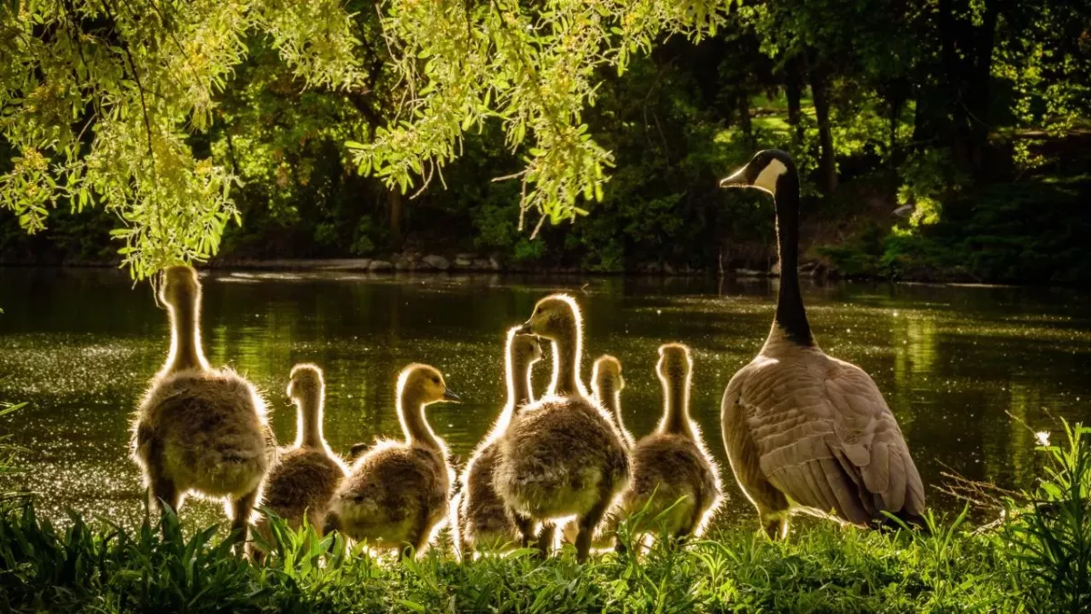 Entenfamilie am See
