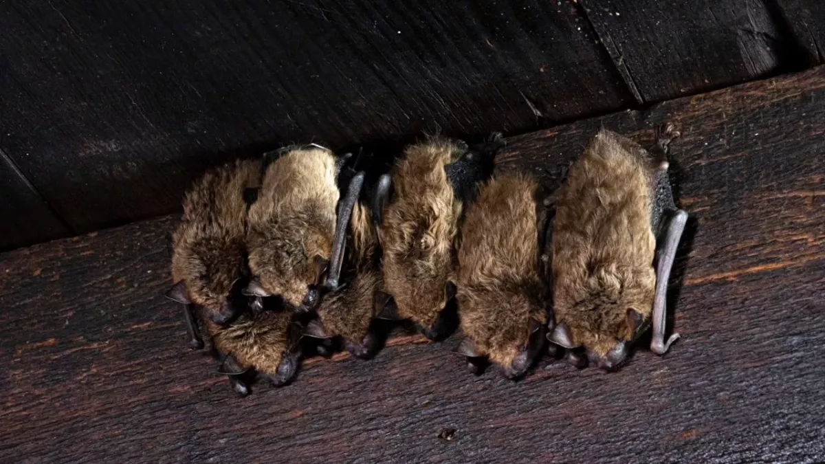Fledermäuse sollen helfen, die nächste Pandemie zu verhindern