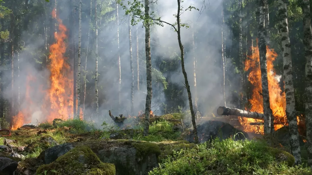 Long Covid: Wie ein Waldbrand im Körper