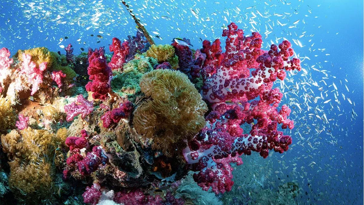 Great Barrier Reef: Ein indischer Konzern zerstört das Paradies für 30 Milliarden Dollar