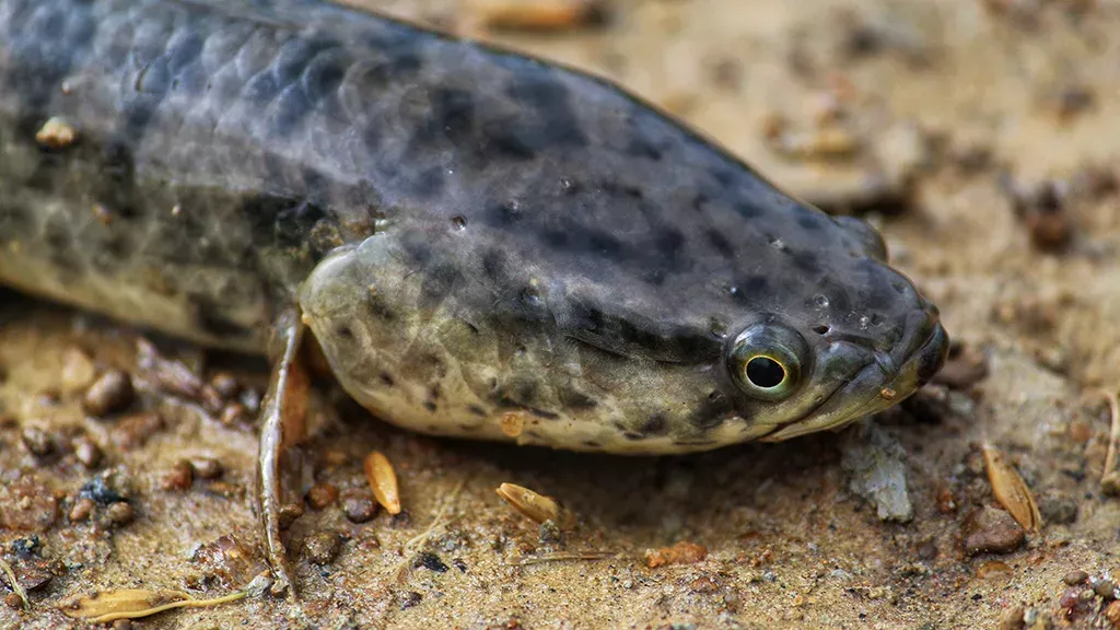 Schlangenkopffisch ist höchst gefährlich: Er kann auch auf dem Land leben und braucht Wasser nur bedingt