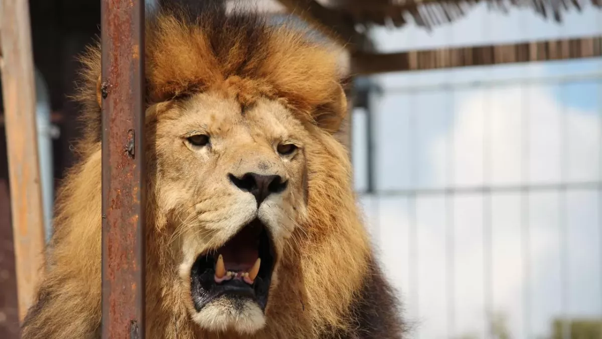 Ein Löwe in einem tschechischem Zoo
