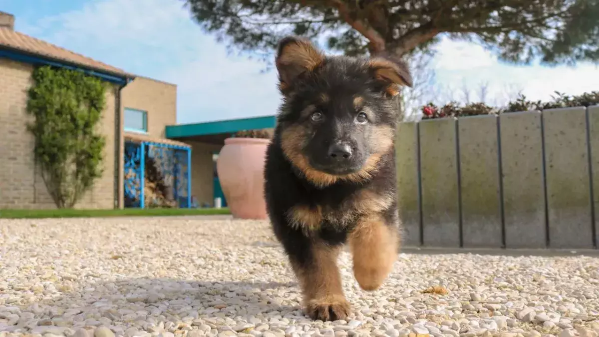 Hund mit "Alptraum"-Krankheit