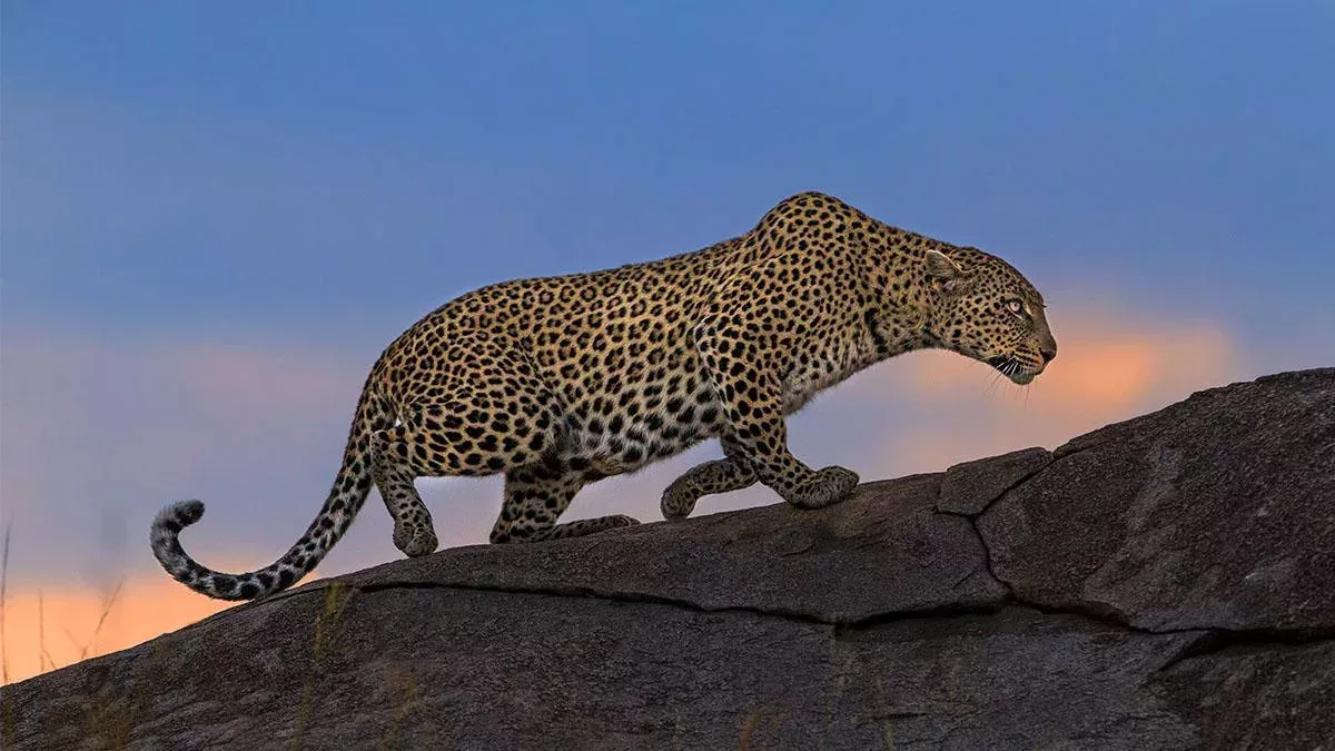 Leopard im Dorf