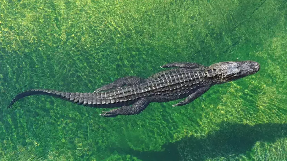 Mann fängt Alligator in Mülleimer