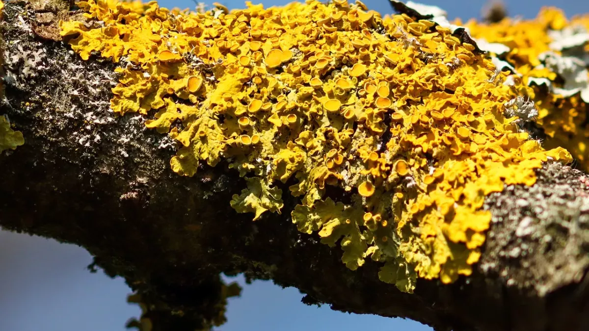 Mann mit pflanzenschädigenden Parasitenpilz infiziert: Diese medizinische Premiere beunruhigt Ärzte