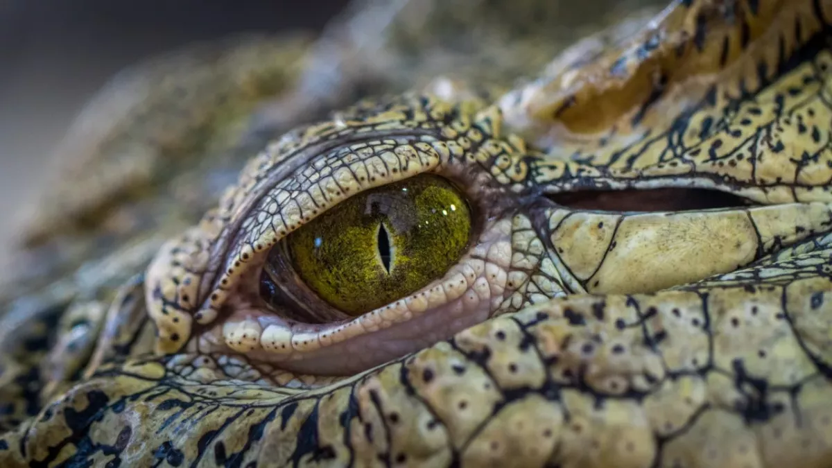 Menschenfressendes Krokodil