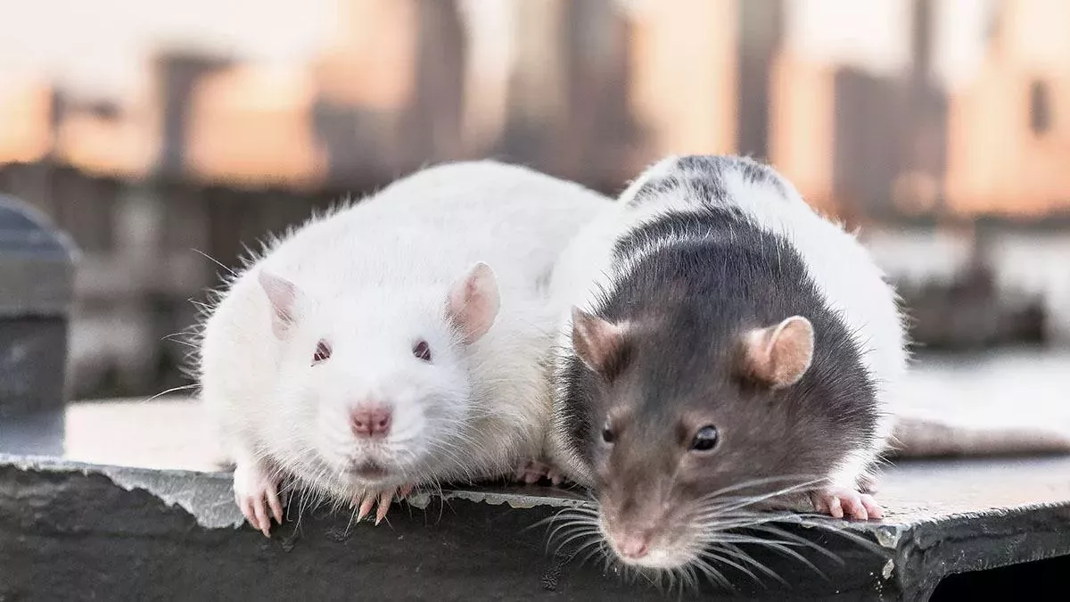 Ratten als Drogenschmuggler eingesetzt