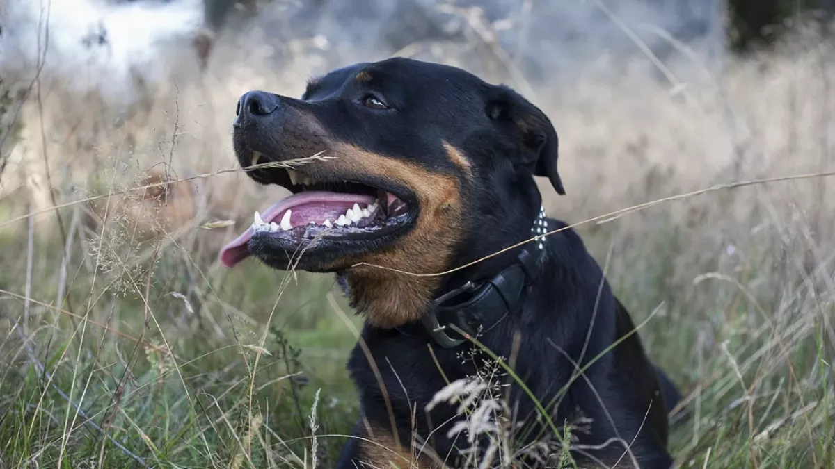 Rottweiler