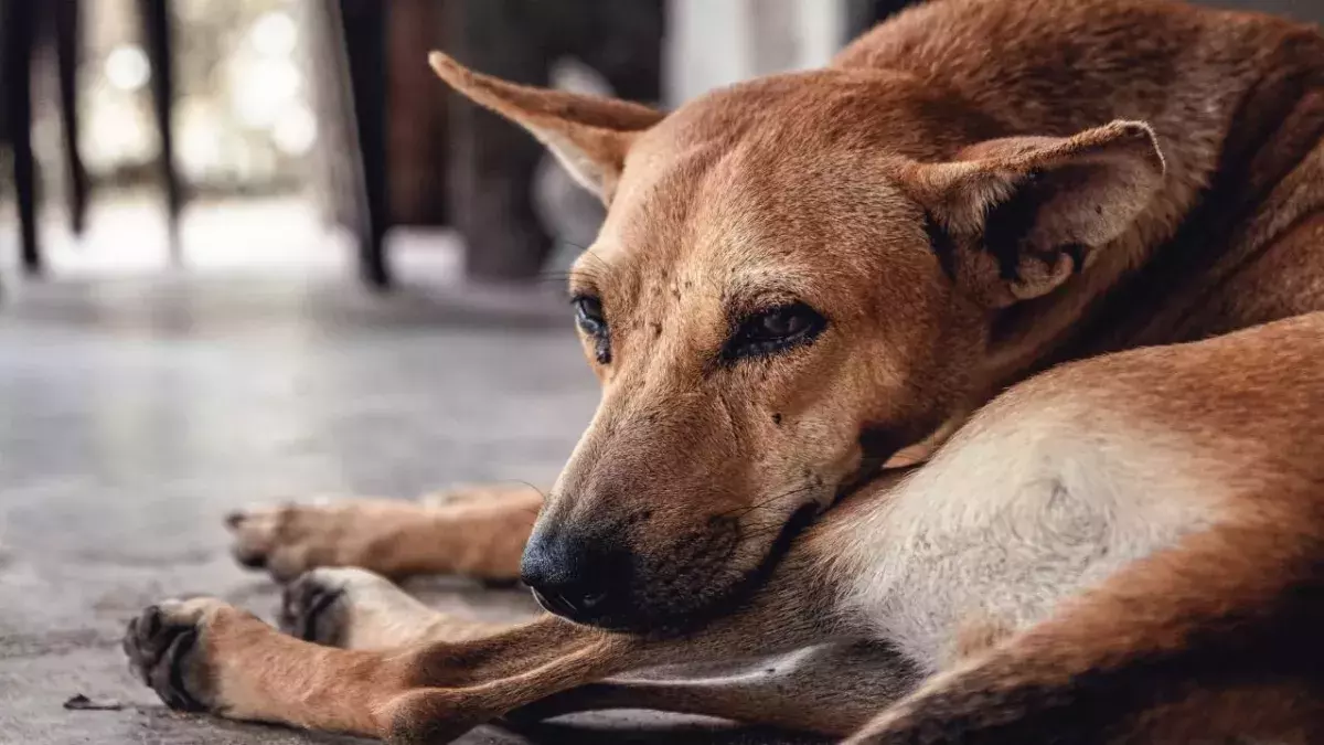 "Unsichtbarer" Hund verbringt sieben einsame Jahre in Zwingern ohne Adoption