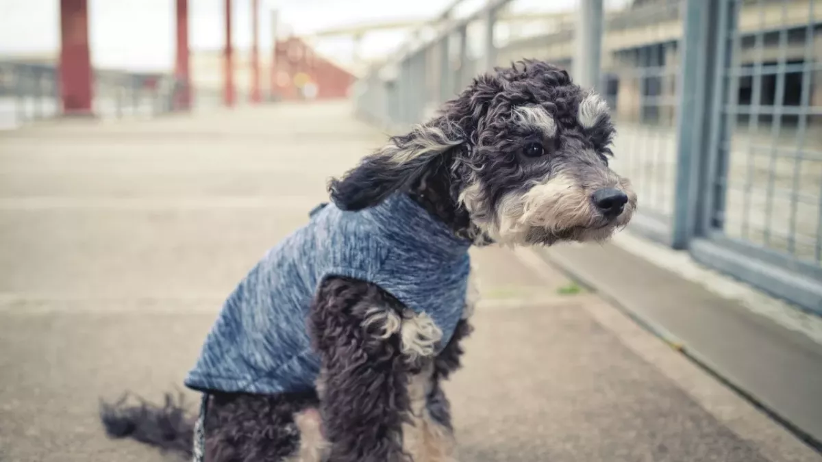 Vermisster Hund wird nach Sturm Franklin wiedergefunden
