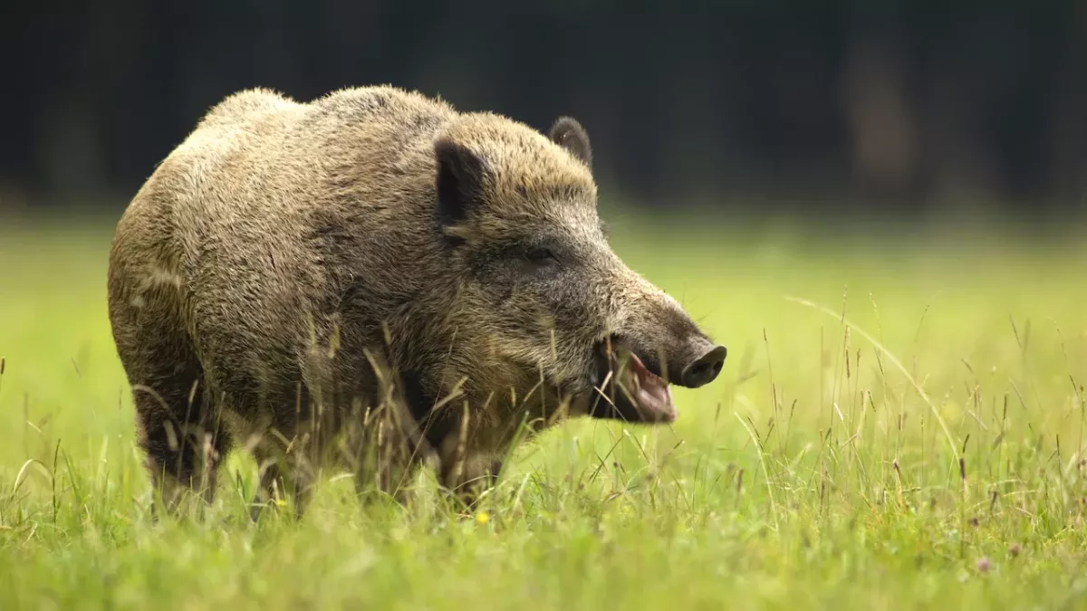 Wildschwein