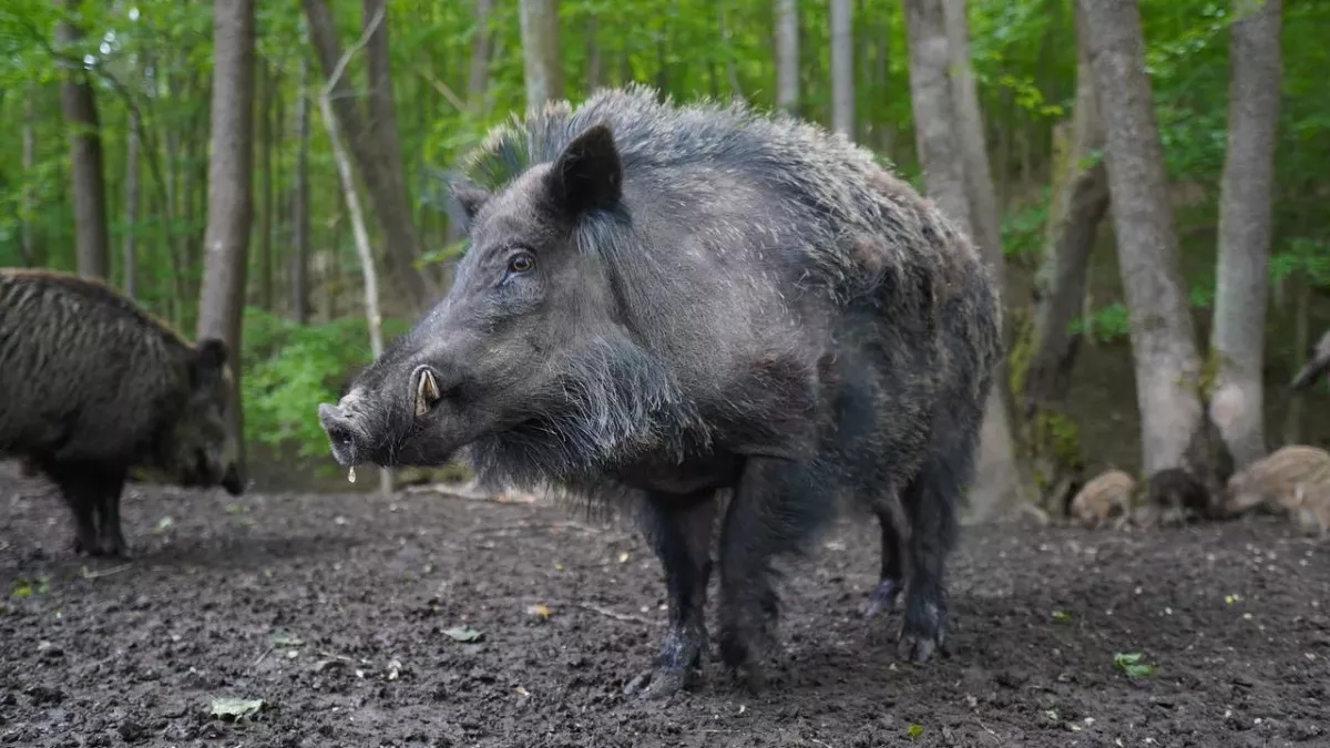 Wildschweine tauchen vermehrt in Rom auf