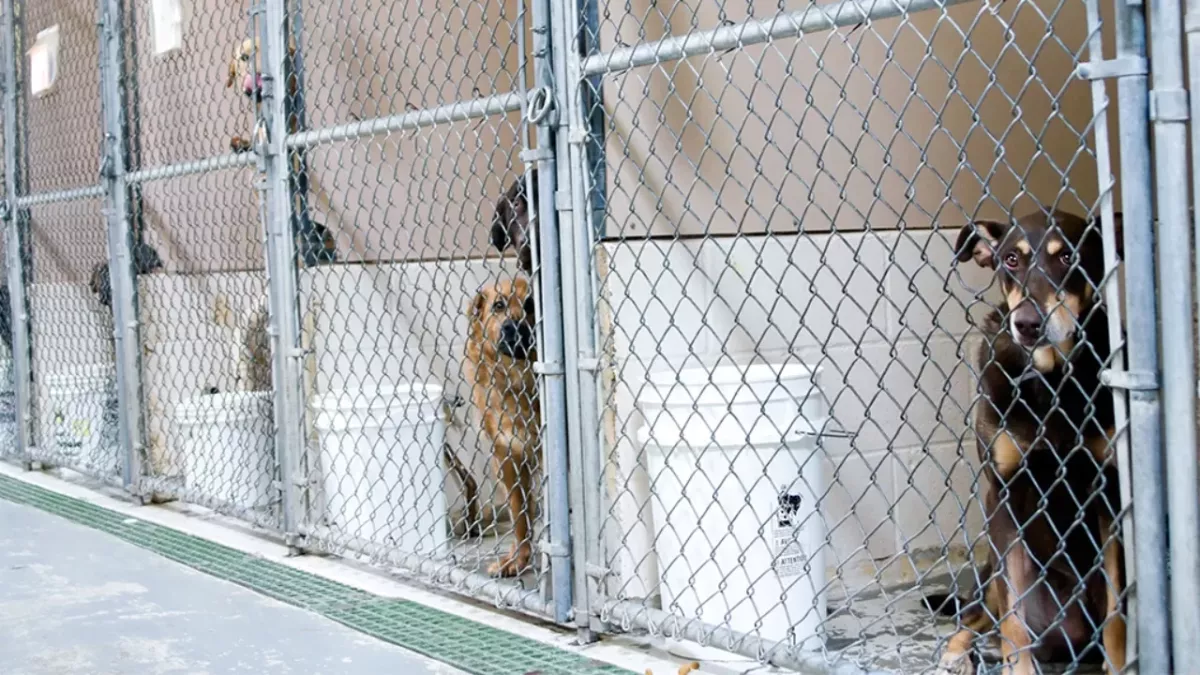 Besuch im Tierheim: Das musst du wissen, bevor du ein Haustier adoptieren kannst