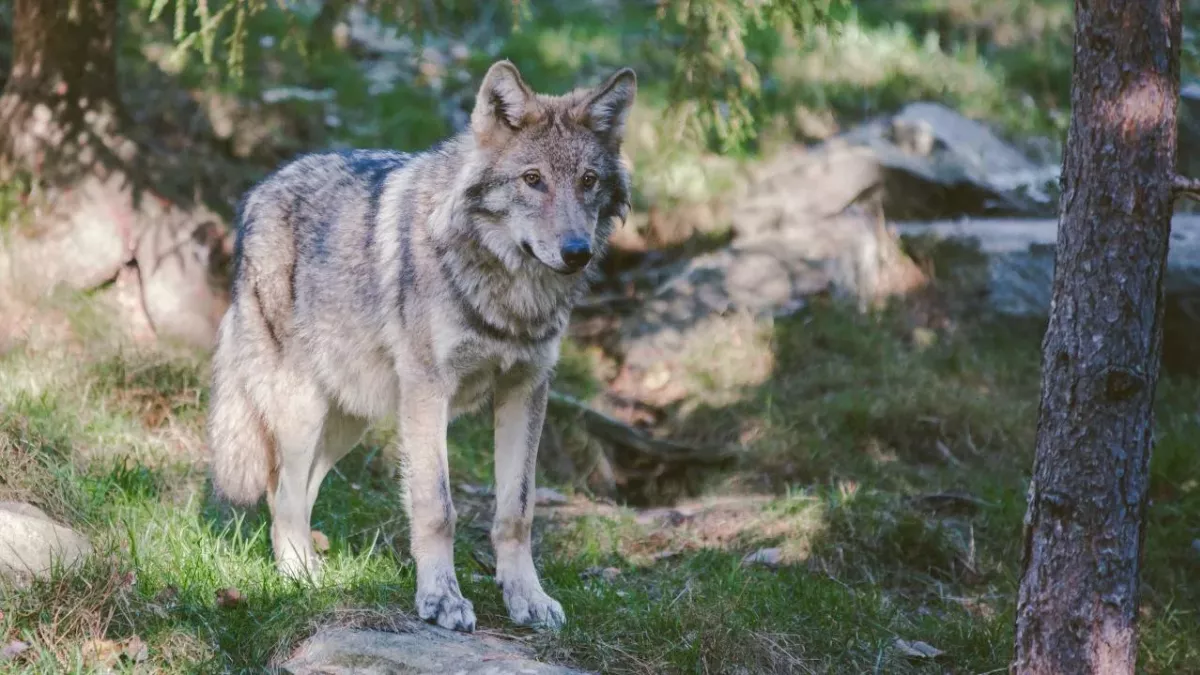 Mit diesen Tipps überlebst du einen Wolfsangriff