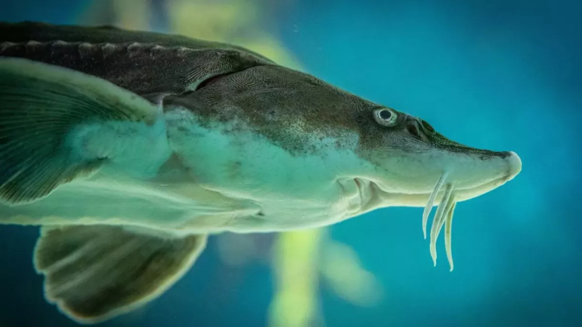 Grusel-Fisch angeschwemmt: Biologe entdeckt "lebendes Fossil"