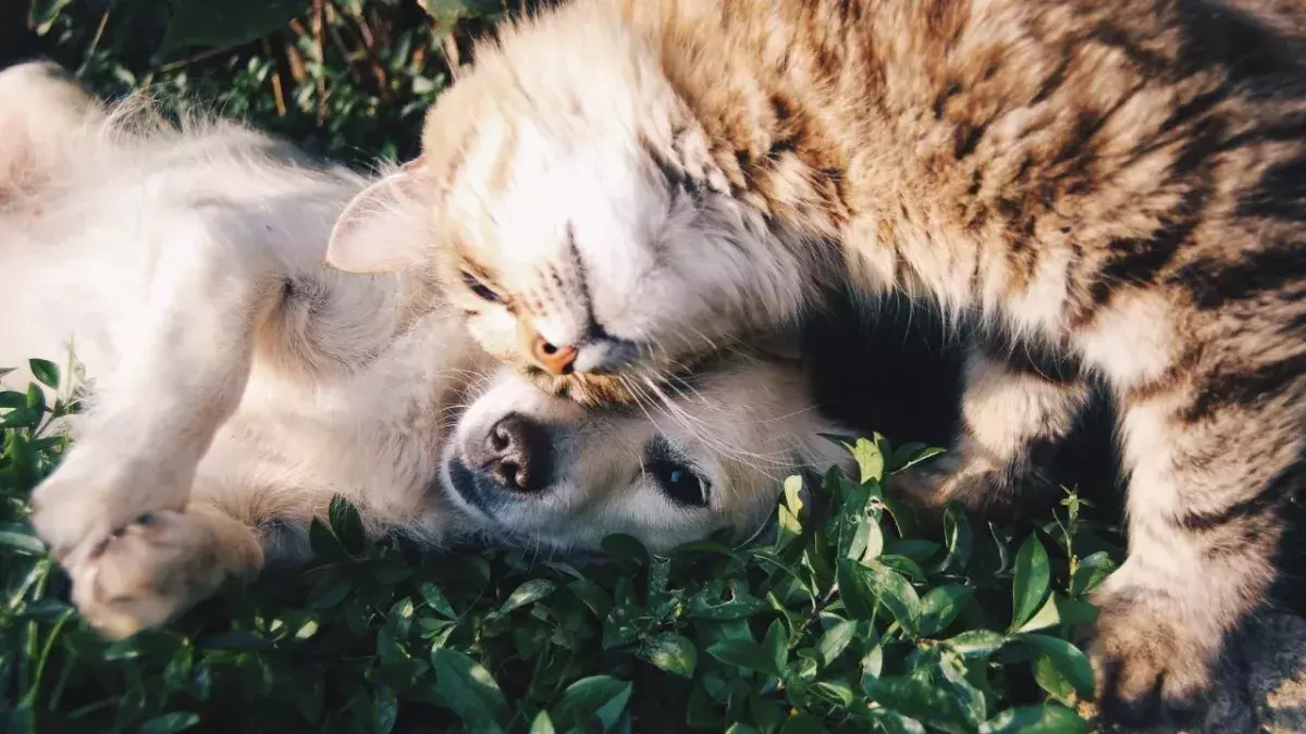 Hund, Katze, Coronavirus, Krankheit, Haustier