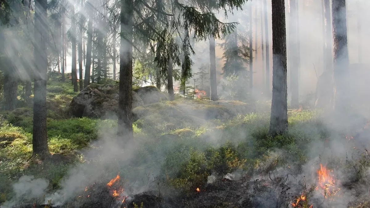Waldbrand