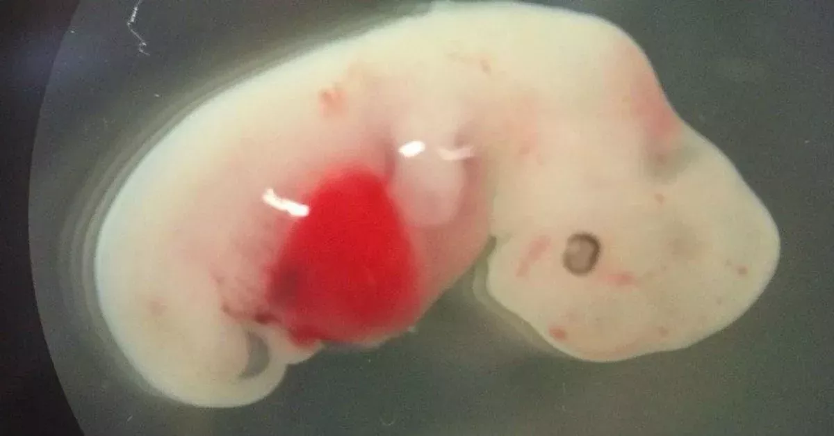 Wenn Wissenschaftler zu weit gehen: Schaf-Mensch-Hybrid erschaffen