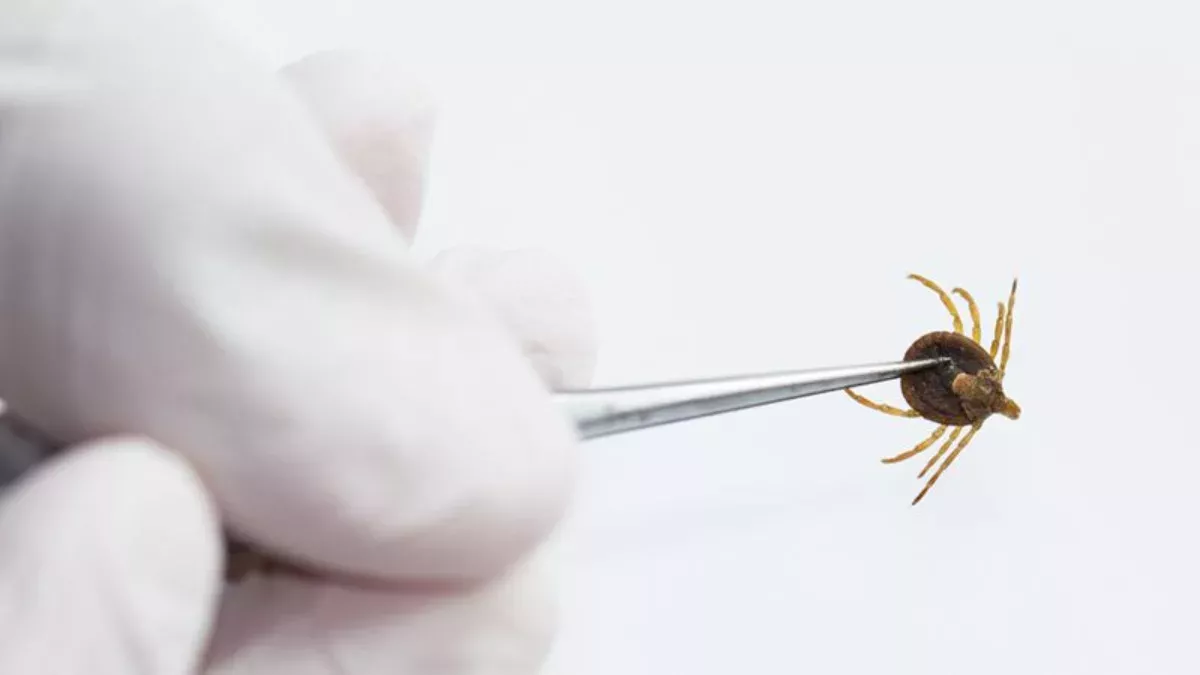 Biss dieser Zecke programmiert euer Immunsystem neu