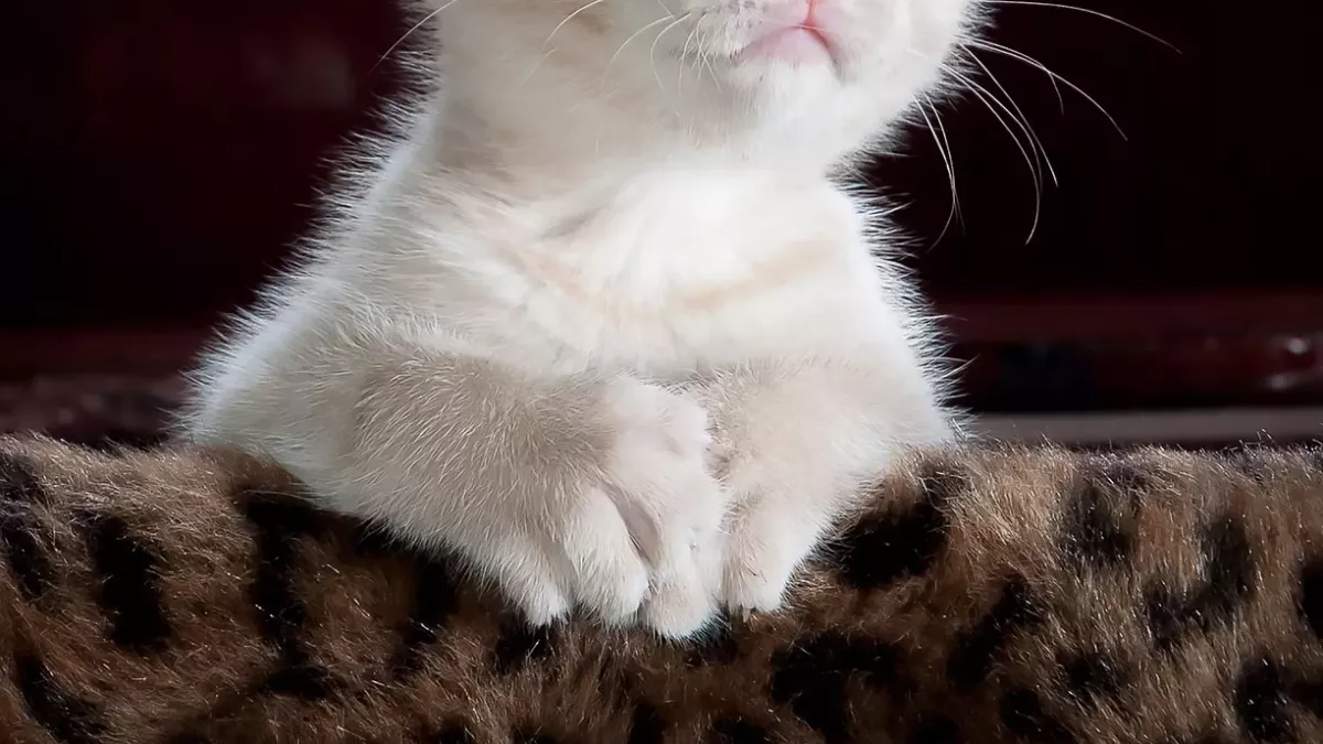 cat, chaton, animal de compagnie, kitty, nature, jeune chat, animal, chat domestique, félin, mammifère, mignonne, adorable, portrait, portrait de chat