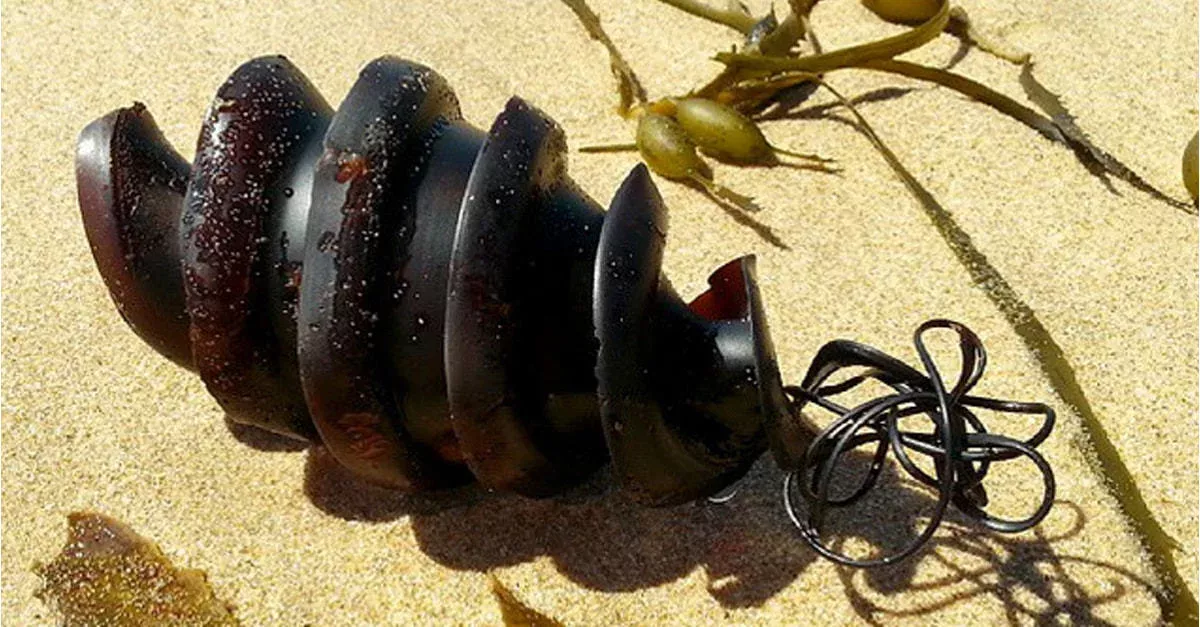Kurioser Strandfund: Mysteriöse Spirale im Sand