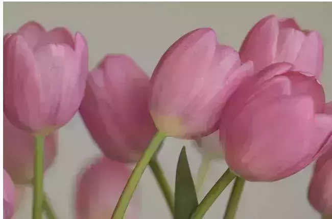 Tulpen: Schnittblumen länger frisch halten