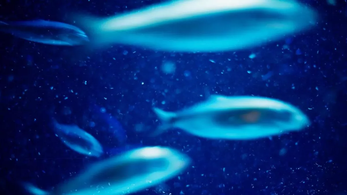 Fisch, Tiefsee, laufender Fisch