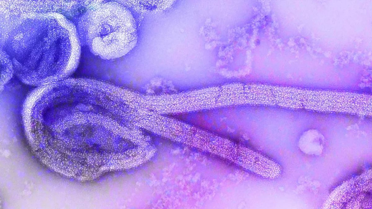 Marburg-Virus