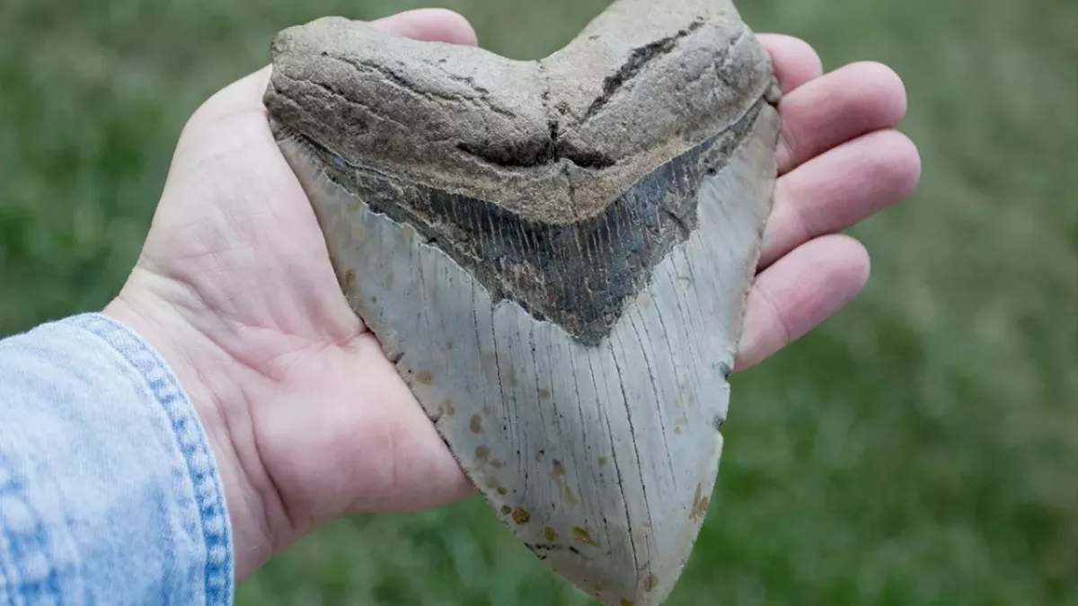 Megalodon: Darum ist der größte Hai aller Zeiten ausgestorben
