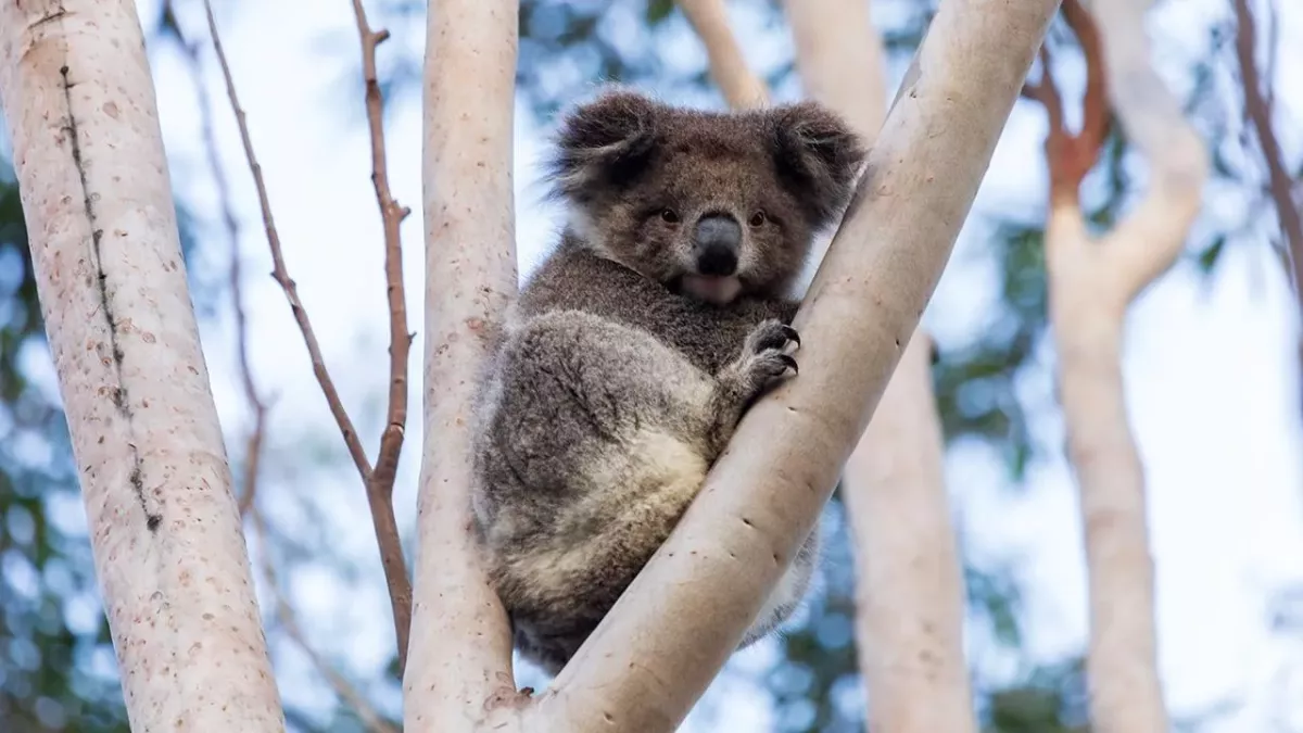 Mit dieser verblüffenden Idee sollen Koalas vor dem Aussterben bewahrt werden
