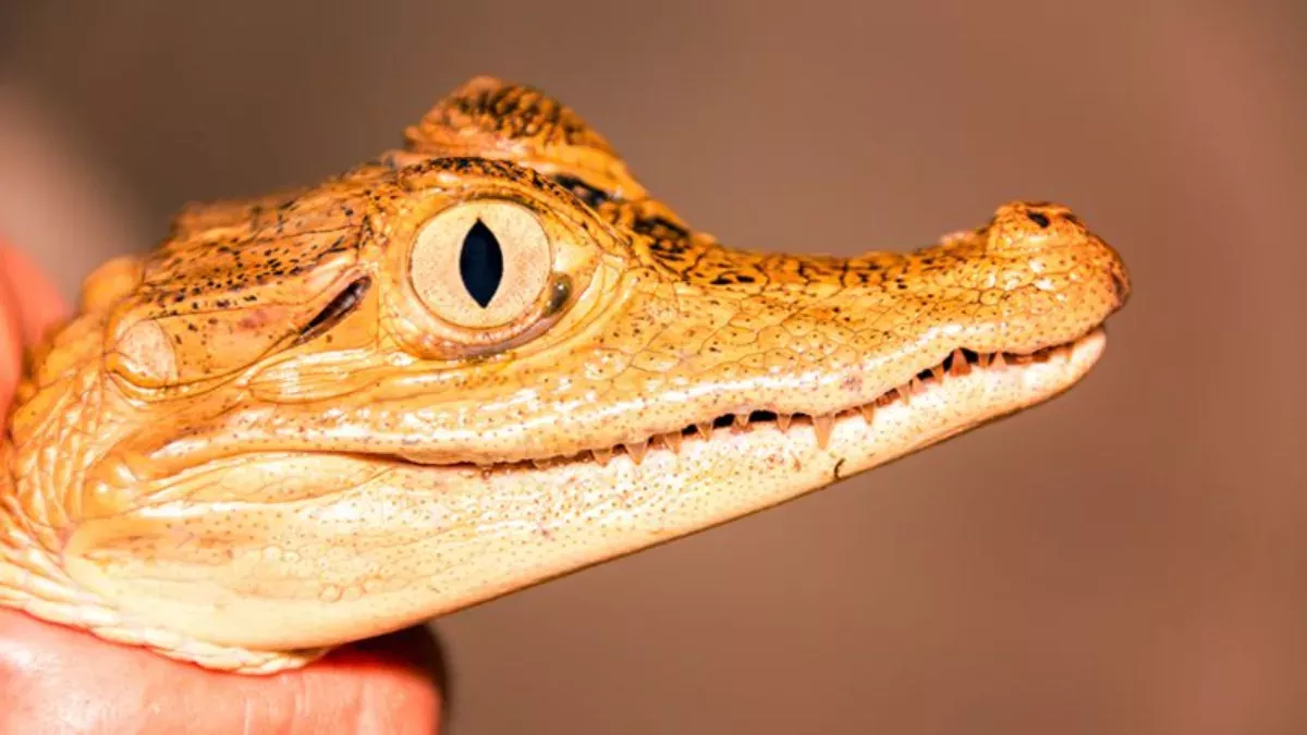 Orangefarbenes Krokodil entdeckt