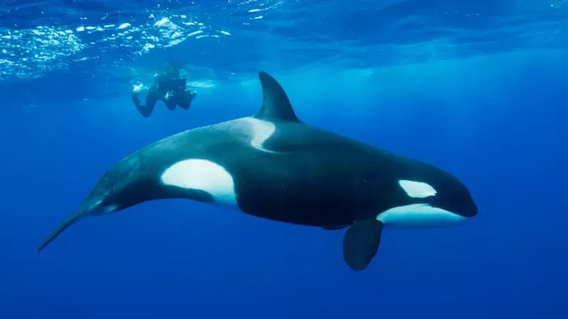 Orcas