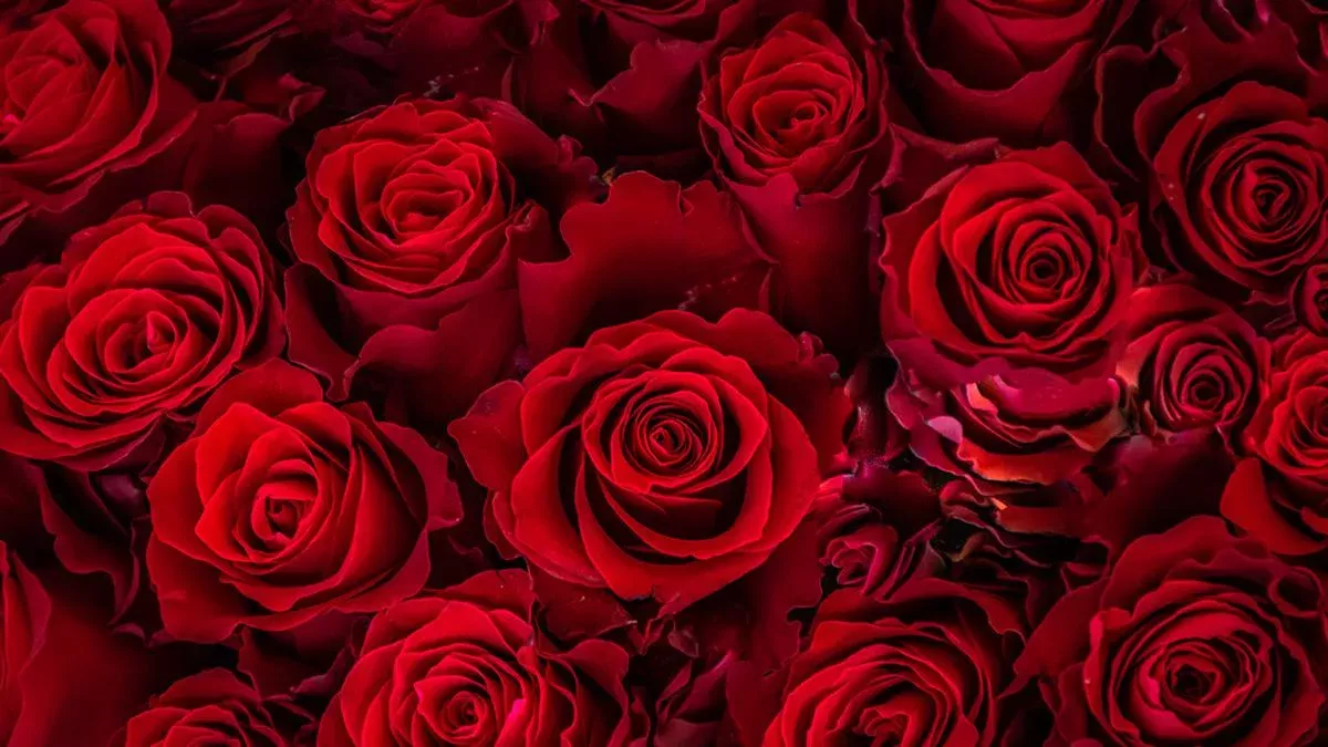 Riechen unsere Fürze in Zukunft nach Rosen?