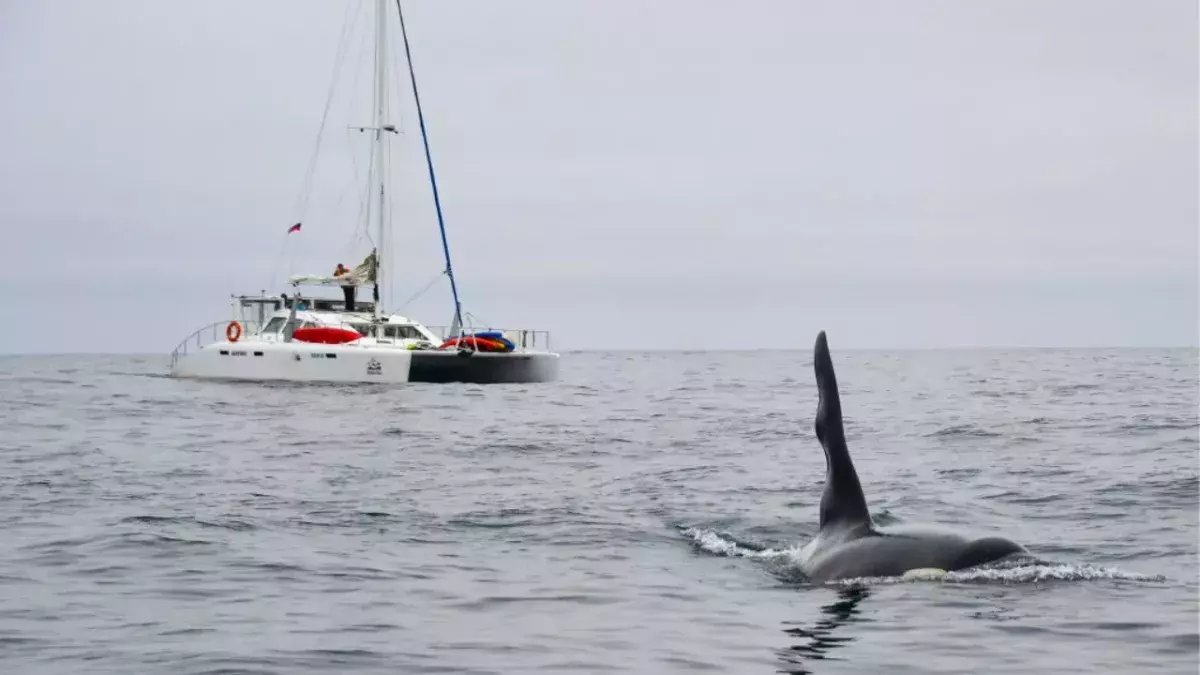 Segelboot im Visier!