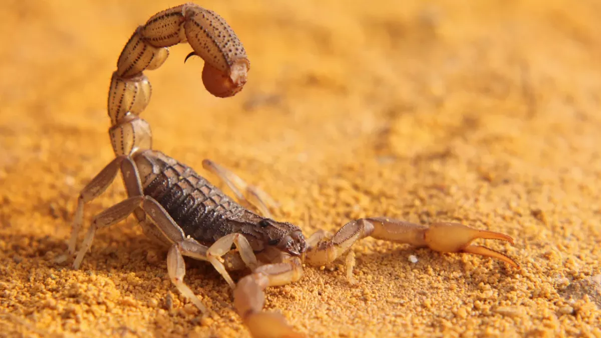 Skorpion-Plage in Ägypten