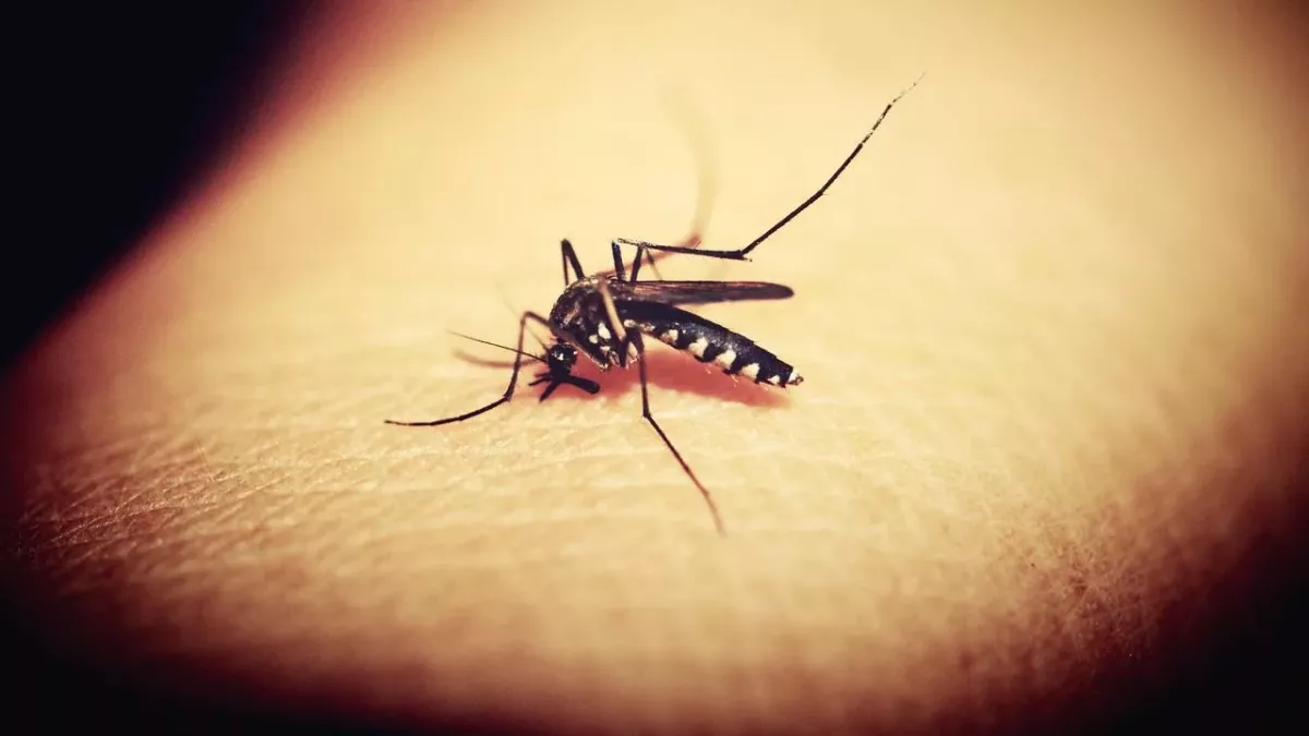 Stechmücken verbreiten West-Nil-Virus in Ostdeutschland