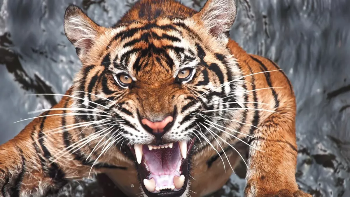 Tiger