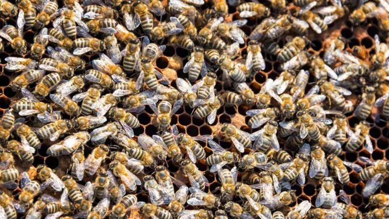 USA: Die Feuerwehr wird wegen eines Bienenstichs gerufen – vor Ort trifft sie auf einen Schwarm von 40.000 Bienen!