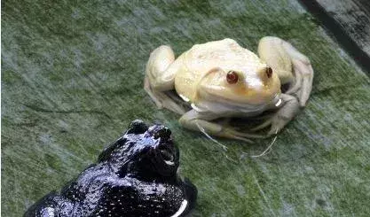 Warum züchten australische Forscher furchterregende Albino-Kröten?